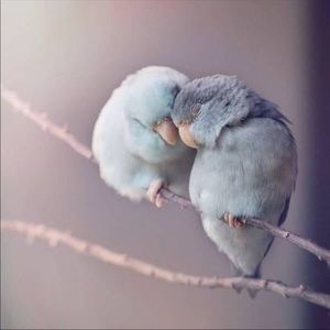 For plew4401